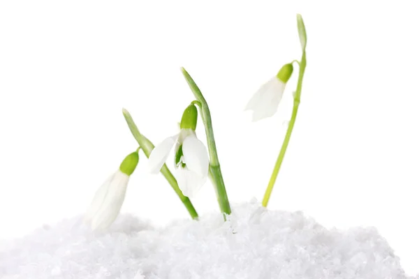 Schöne Schneeglöckchen im Schnee vereinzelt auf weiß — Stockfoto