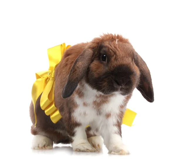 Lop-eared rabbit with yellow bow isolated on white — Stock Photo, Image