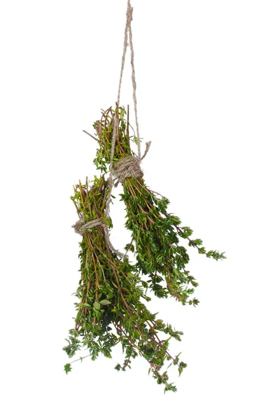Fresh green thyme hanging on rope isolated on white — Stock Photo, Image
