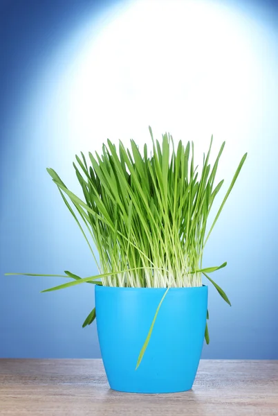 Vackra gräs i en blomkruka på träbord på blå bakgrund — Stockfoto