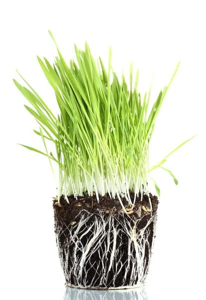 Зеленая трава с землей, изолированной на белом — стоковое фото