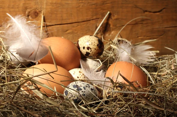 Huevos de pollo y codorniz en un nido sobre fondo de madera — Foto de Stock