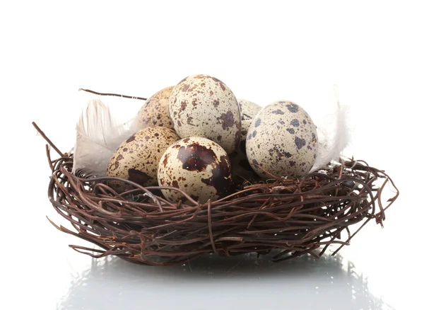 Huevos de codorniz aislados en blanco —  Fotos de Stock