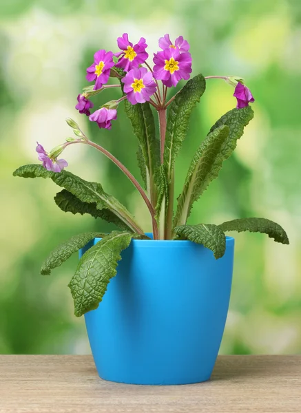 Beautiful purple primrose in a flowerpot on wooden table on green background — Stock Photo, Image