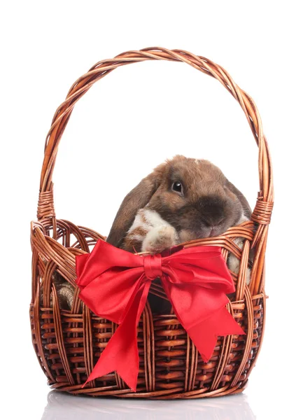 Lop-eared rabbit in a basket with red bow isolated on white — Stock Photo, Image