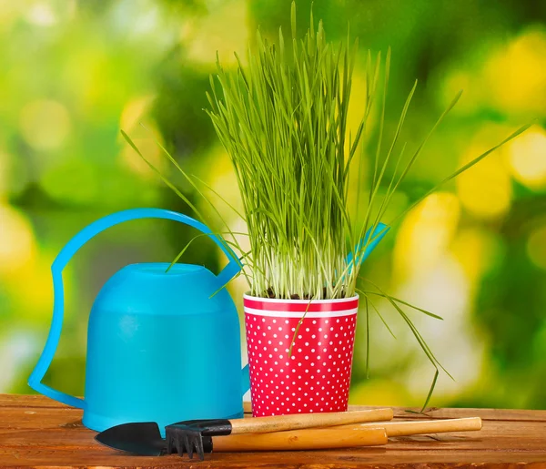 Green grass in a flowerpot on green background — Stock Photo, Image