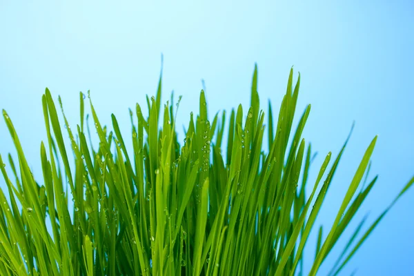 Grünes Gras auf blauem Untergrund in Nahaufnahme — Stockfoto