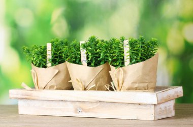 Thyme herb plants in pots with beautiful paper decor on wooden stand on green background clipart