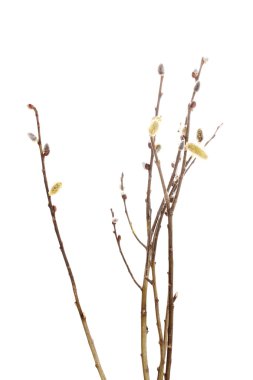 Pussy-willow twigs isolated on white clipart