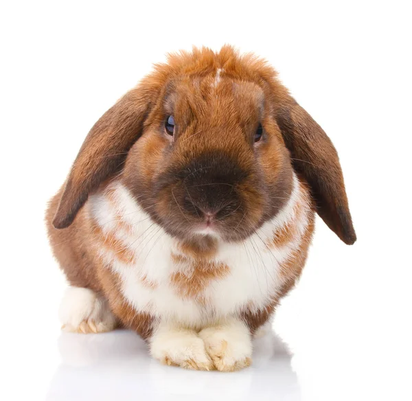 Slokörad kanin isolerad på vit — Stockfoto