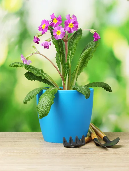 Schöne lila Primel im Blumentopf und Gartengeräte auf Holztisch auf grünem Hintergrund — Stockfoto