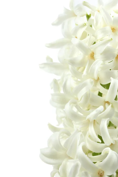 Vacker vit hyacint isolerad på vit — Stockfoto