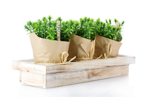 Piante di timo erba in vaso con bella decorazione di carta su supporto di legno isolato su bianco — Foto Stock
