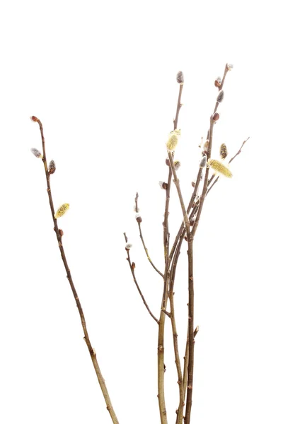 Pussy willow větvičky izolované na bílém — Stock fotografie