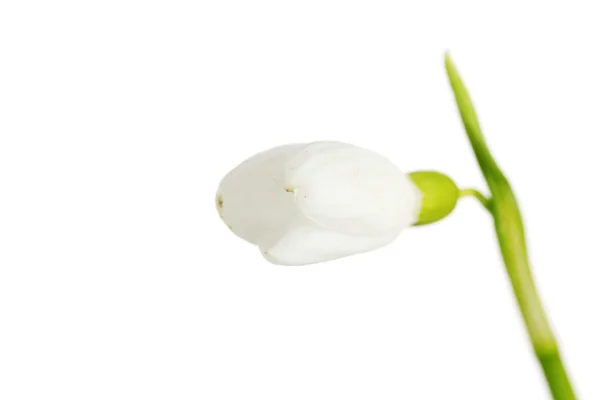 Beautiful snowdrop flower isolated on white — Stock Photo, Image