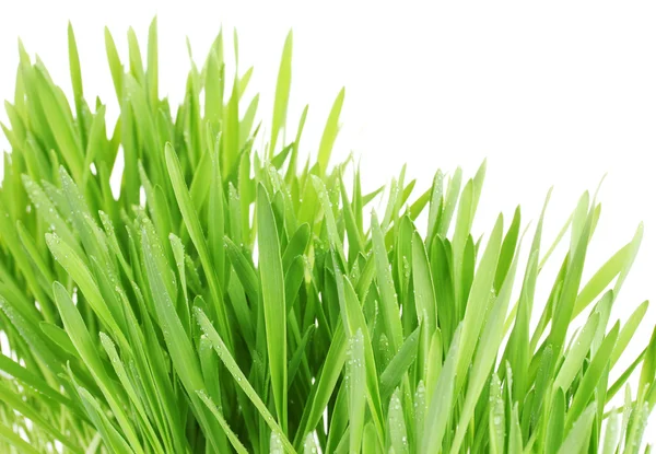 Красива зелена трава на білому фоні — стокове фото