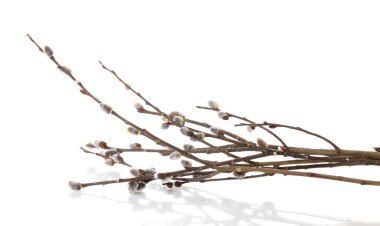 Pussy willow twigs isolated on white clipart