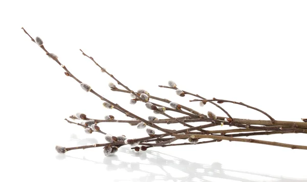 버들 강아지 버드 나무 잔 가지 흰색 절연 — 스톡 사진