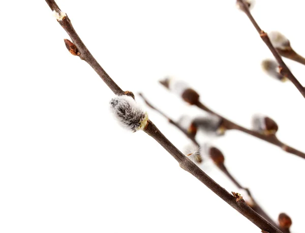 stock image Pussy willow twigs isolated on white