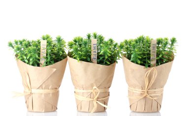 Thyme herb plants in pots with beautiful paper decor isolated on white clipart