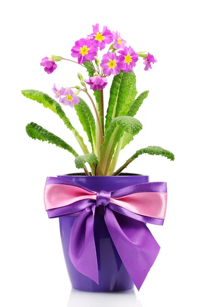 白で隔離され、植木鉢に美しい紫プリムローズ — ストック写真