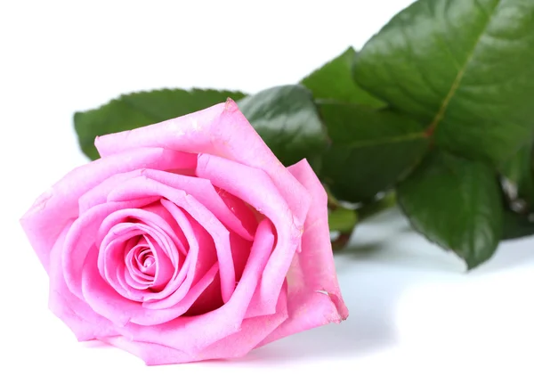 Rosa bonita rosa isolada no branco — Fotografia de Stock