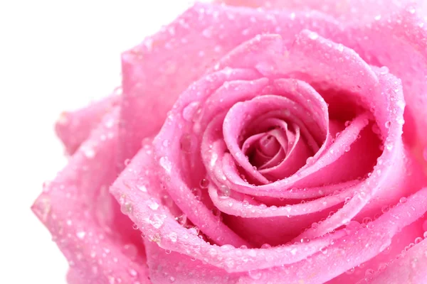 Όμορφο ροζ τριαντάφυλλο με σταγόνες από κοντά, απομονωμένα σε λευκό — Φωτογραφία Αρχείου