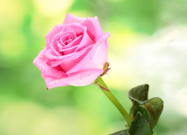 Beautiful pink rose on green background — Stock Photo, Image