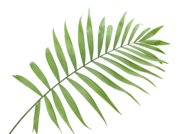 Bela folha de palma verde isolado no branco — Fotografia de Stock