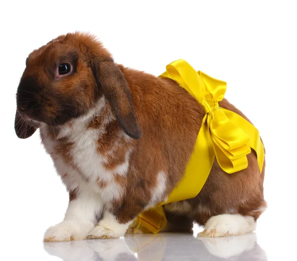 Lop-eared rabbit with yellow bow isolated on white — Stock Photo, Image