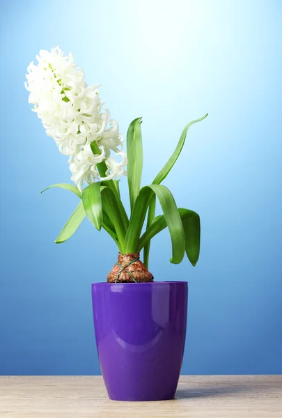Beautiful white hyacinth in purple flowerpot on wooden table on blue background — Stock Photo, Image