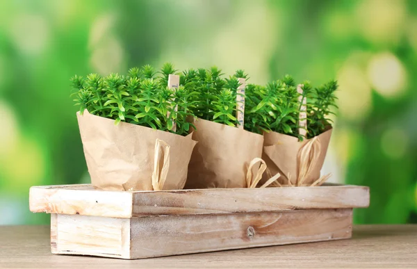 Plantas de hierba de tomillo en macetas con hermosa decoración de papel en soporte de madera sobre fondo verde — Foto de Stock