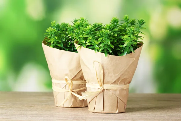 Рослини чебрецю в горщику з красивим паперовим декором на дерев'яному столі на зеленому фоні — стокове фото