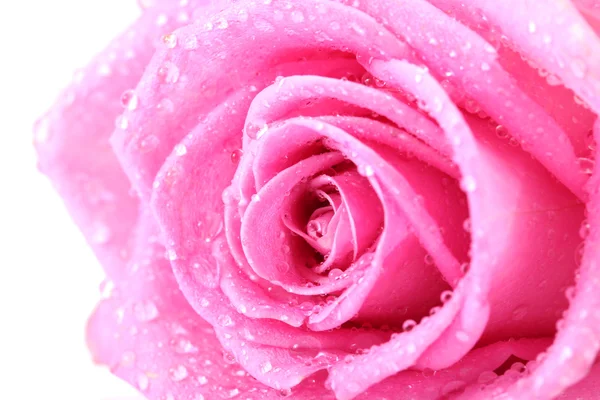 Vacker Rosa Ros med droppar på nära håll, isolerad på vit — Stockfoto
