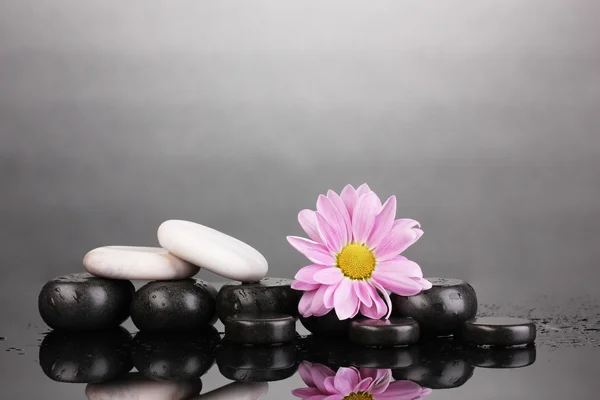 Pedras de spa e flor com gotas de água no fundo cinza — Fotografia de Stock