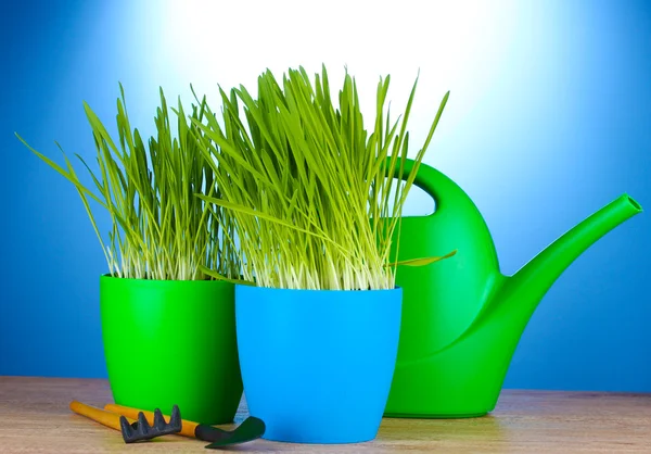 Vackra gräs i en blomkrukor, vattning kan och trädgårdsredskap på träbord på blå bakgrund — Stockfoto