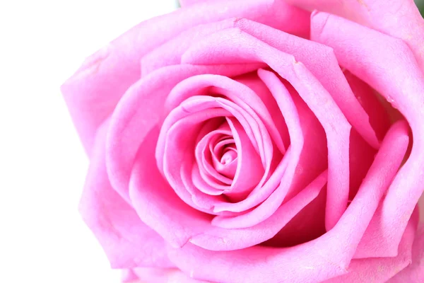 Beautiful pink rose close up isolated on white — Stock Photo, Image
