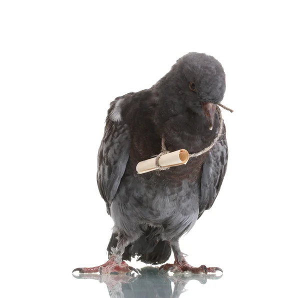 Jedna šedá-holub izolovaných na bílém — Stock fotografie