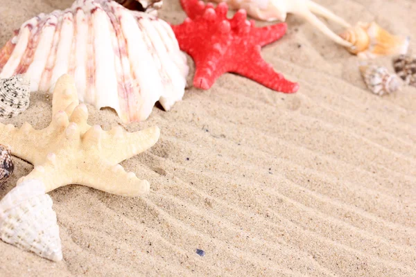 Conchas marinas y estrellas de mar en primer plano de arena — Foto de Stock