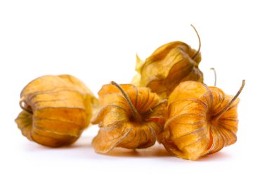 physalis öbek üzerinde beyaz izole