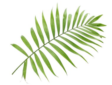 Beautiful green palm leaf isolated on white clipart