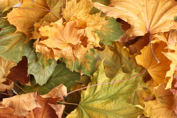 Otoño hojas de arce primer plano —  Fotos de Stock
