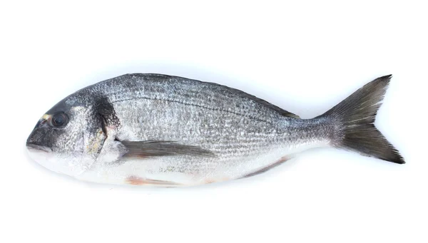 Peixe fresco isolado em branco — Fotografia de Stock