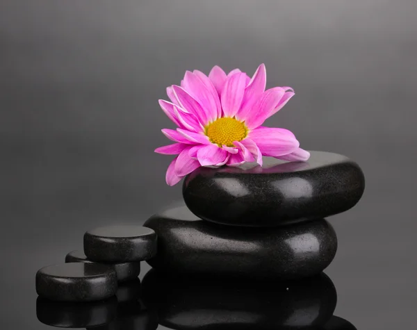 stock image Spa stones and flower on grey background