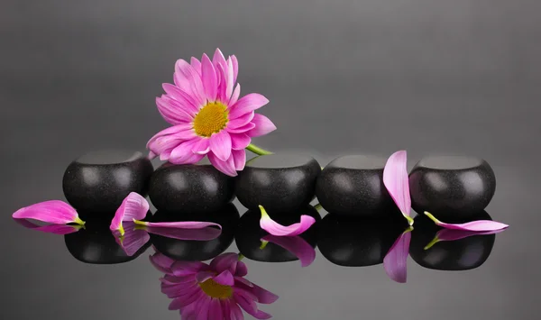 Σπα πέτρες με πέταλα και λουλούδι σε γκρι φόντο — Φωτογραφία Αρχείου