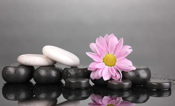 Spa stenen en bloem met waterdruppels op grijze achtergrond — Stockfoto