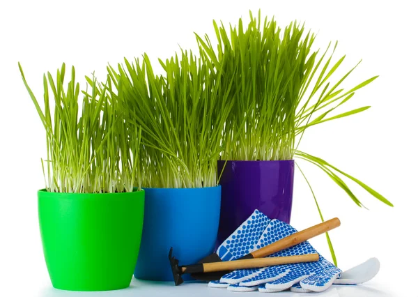 Hermosa hierba en macetas, herramientas de jardín y guantes aislados en blanco — Foto de Stock