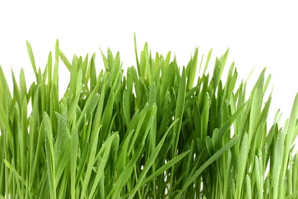 Prachtige groene gras isolted op wit — Stockfoto