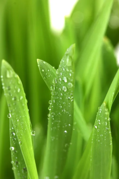 Красивая зеленая трава с каплями крупным планом — стоковое фото