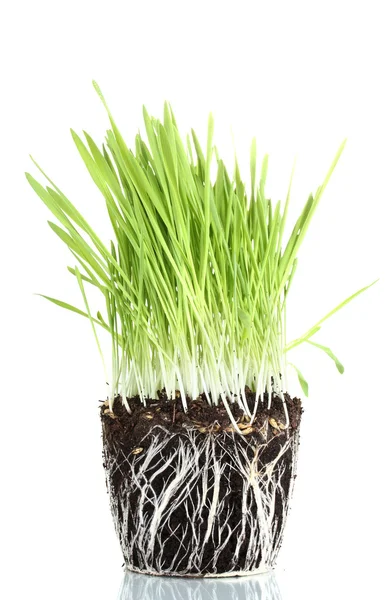 Erba verde con il terreno isolato su bianco — Foto Stock